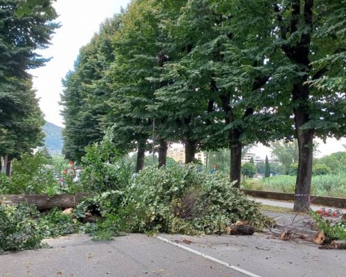 Gli alberi caduti in via Firenze erano parte del lotto da abbattere